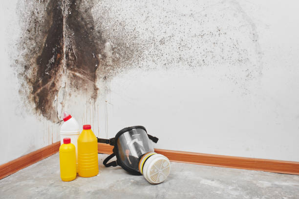 Best Emergency Mold Removal  in Fris, CO