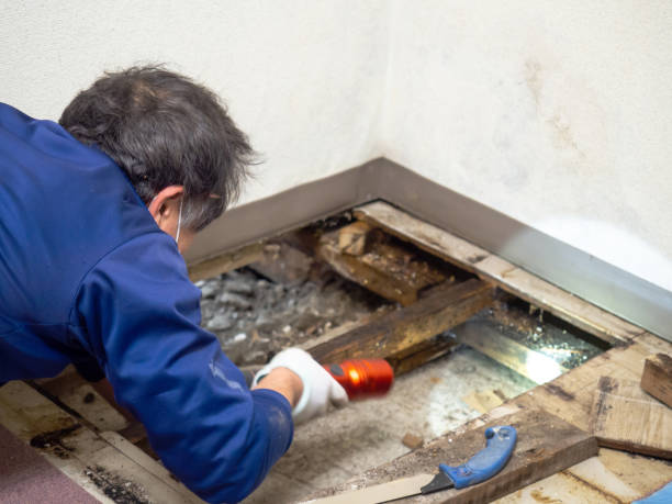 Best Mold Damage Repair  in Fris, CO