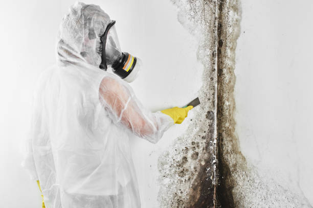 Professional Mold Removal in Frisco, CO