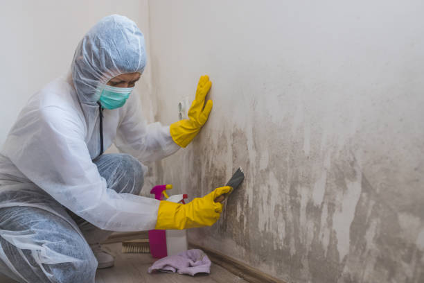 Best Mold Removal Specialists  in Fris, CO
