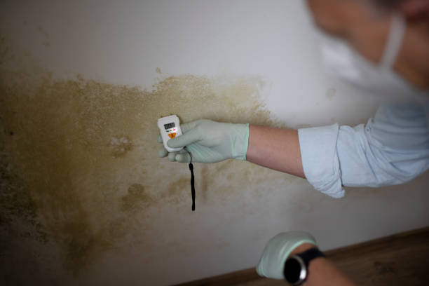 Best Best Mold Removal Companies  in Fris, CO