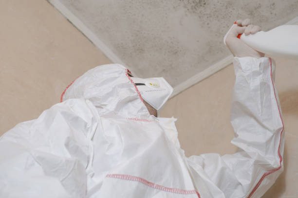 Best Local Mold Removal Service  in Fris, CO