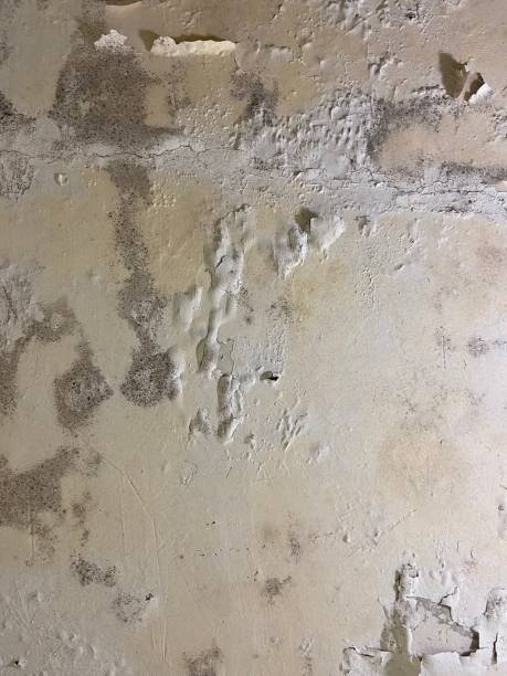 Best Mold Testing and Removal  in Fris, CO
