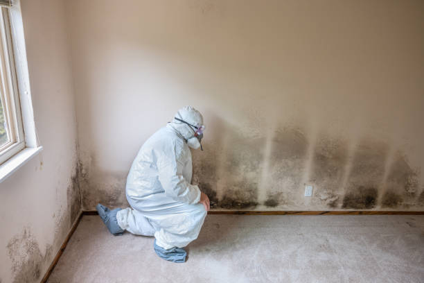 Best Mold Testing  in Fris, CO