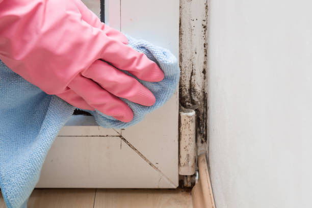 Best Commercial Mold Removal  in Fris, CO