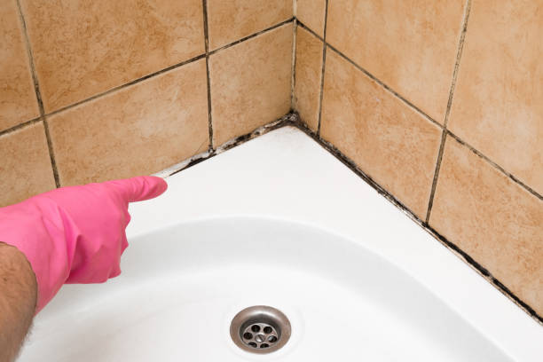 Certified Mold Removal in Frisco, CO
