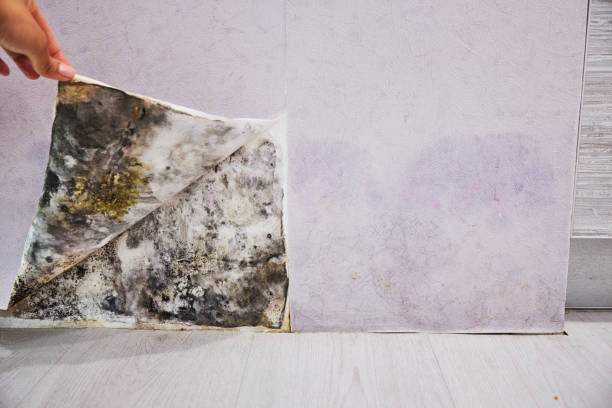 Best Mold Remediation  in Fris, CO